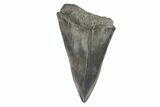 Fossil Broad-Toothed Mako Tooth - South Carolina #171189-1